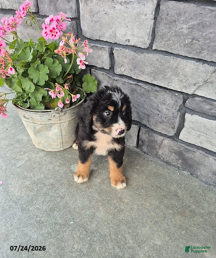 Mini Bernedoodle dogs Ethan - Ad 2