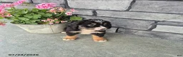 Mini Bernedoodle dogs for sale: Ethan - Ad 2