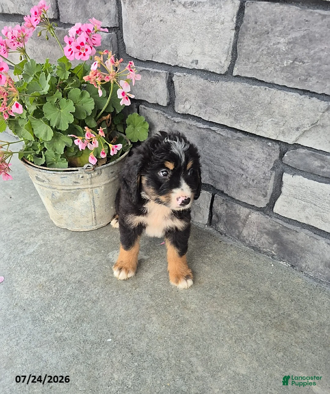 Mini Bernedoodle dogs for sale: Ethan - Ad 2