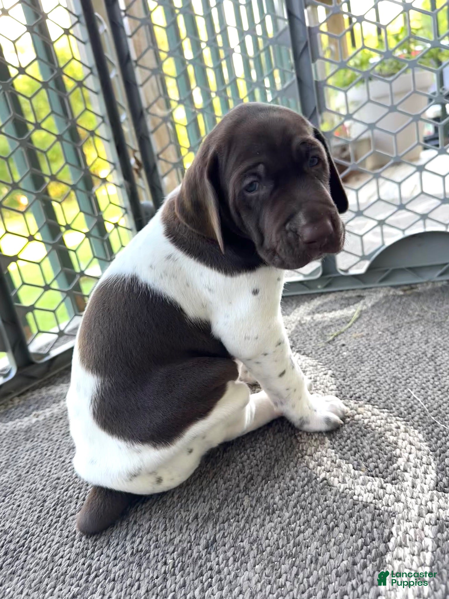 German Shorthaired Pointer dogs Romeo <3 - Ad 1