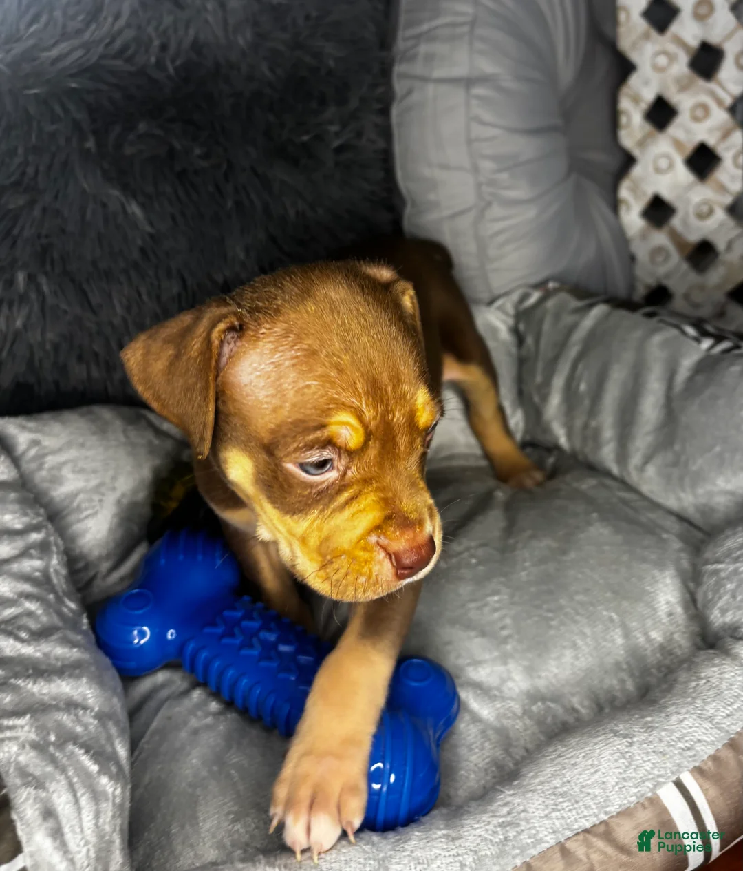 American Bully dogs for sale: Male 2 – Maverick (Chocolate Tri) - Ad 2