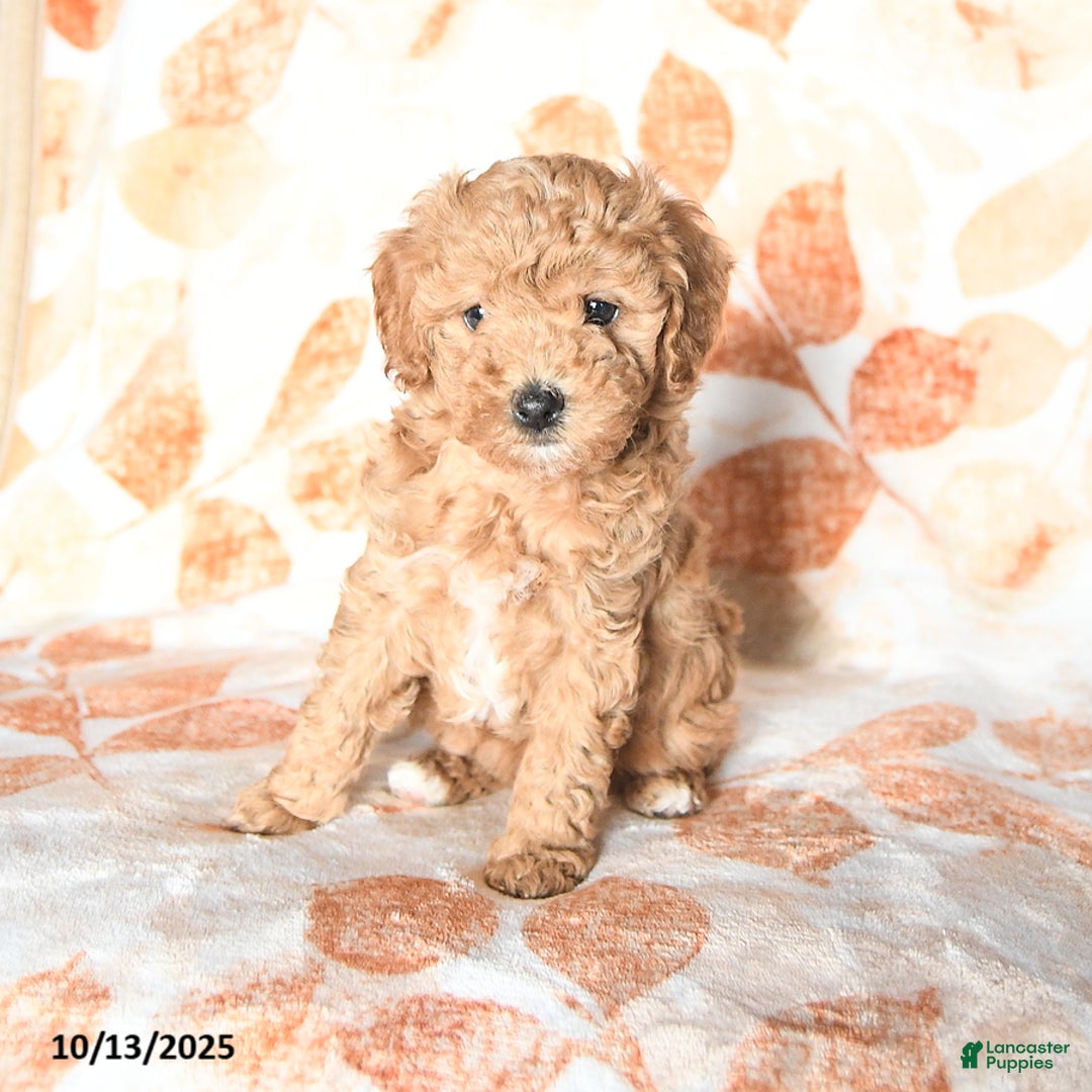 Miniature Poodle dogs for sale: Duchess - Ad 1