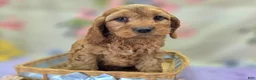 Cockapoo dogs for sale: Sundog - Ad 6