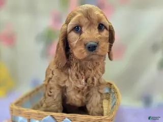 Cockapoo dogs Sundog - Ad 20