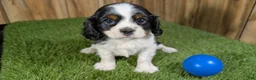 Cavalier King Charles Spaniel dogs for sale: Gracie Boy 1 - Ad 3