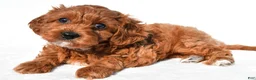 Cavapoo dogs for sale: Bella - Ad 3