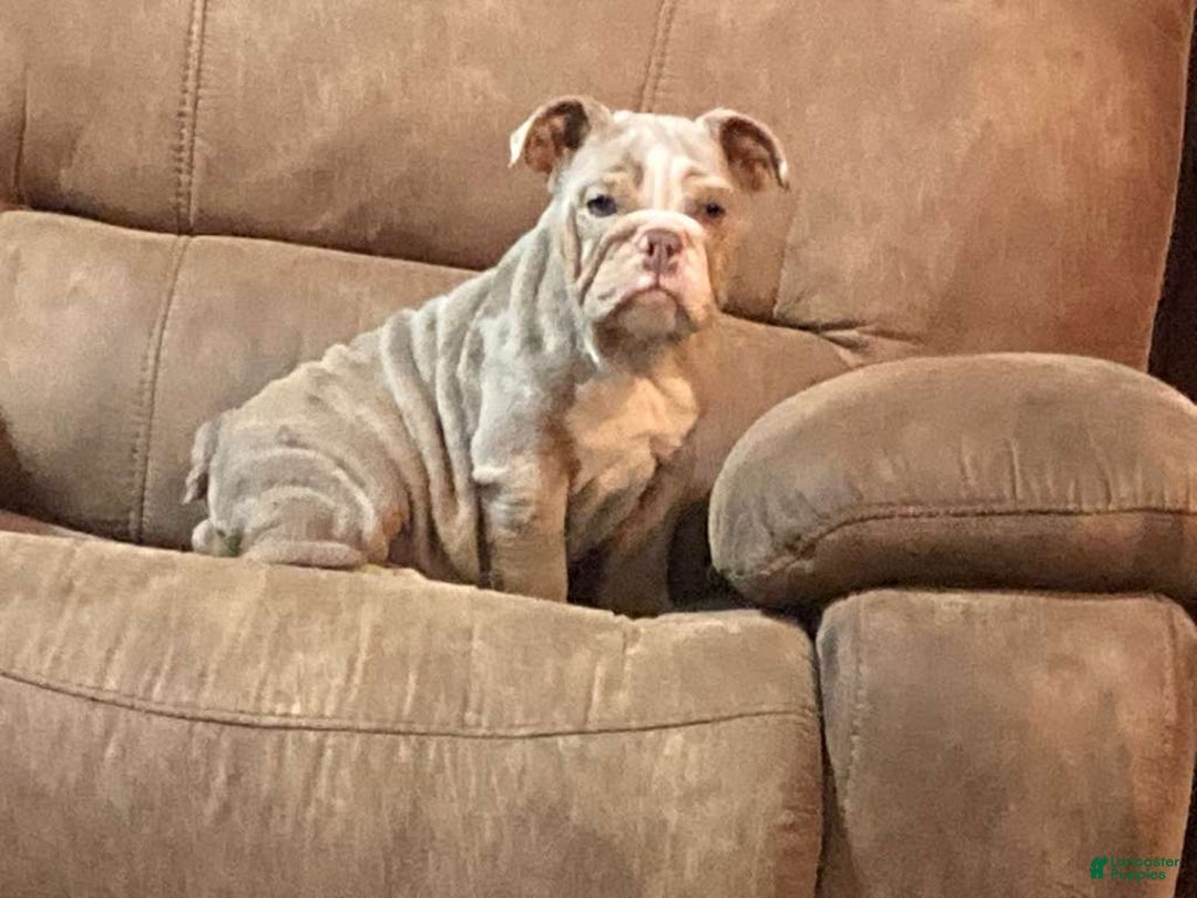 English Bulldog dogs for sale: Petunia - Ad 3