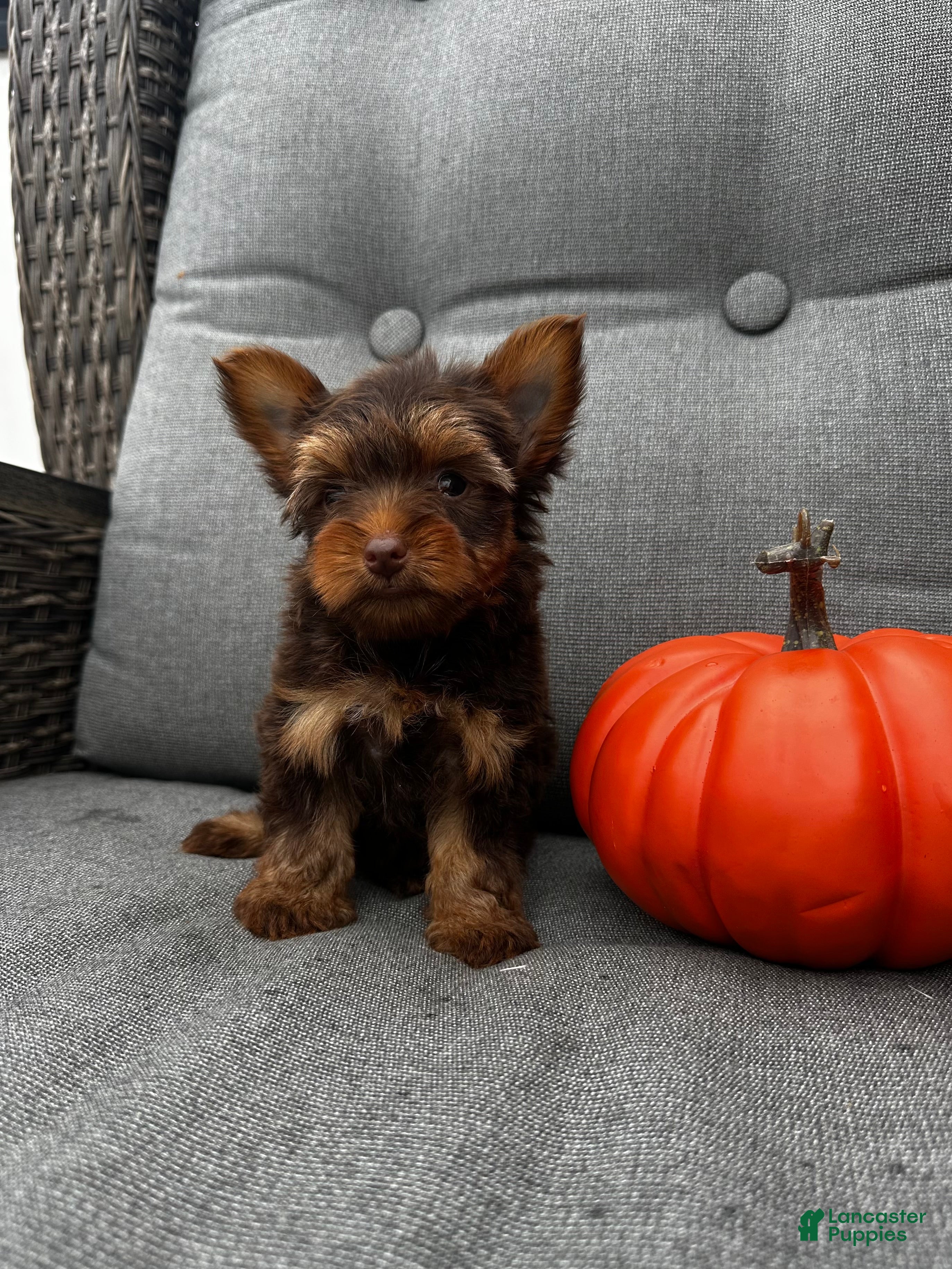 Yorkshire Terrier dogs Cash - Ad 2