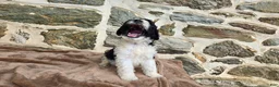 Portuguese Water Dog dogs for sale: Sampson - Ad 10
