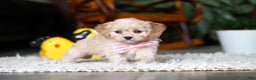 Cavapoo dogs for sale: Rhonda - Ad 6