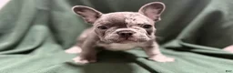 French Bulldog dogs for sale: Smalls - Ad 4