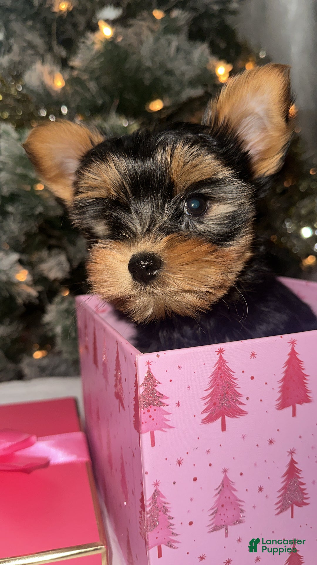 Yorkshire Terrier dogs for sale: Barbie - Ad 1