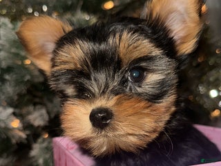 Yorkshire Terrier dogs Barbie - Ad 7