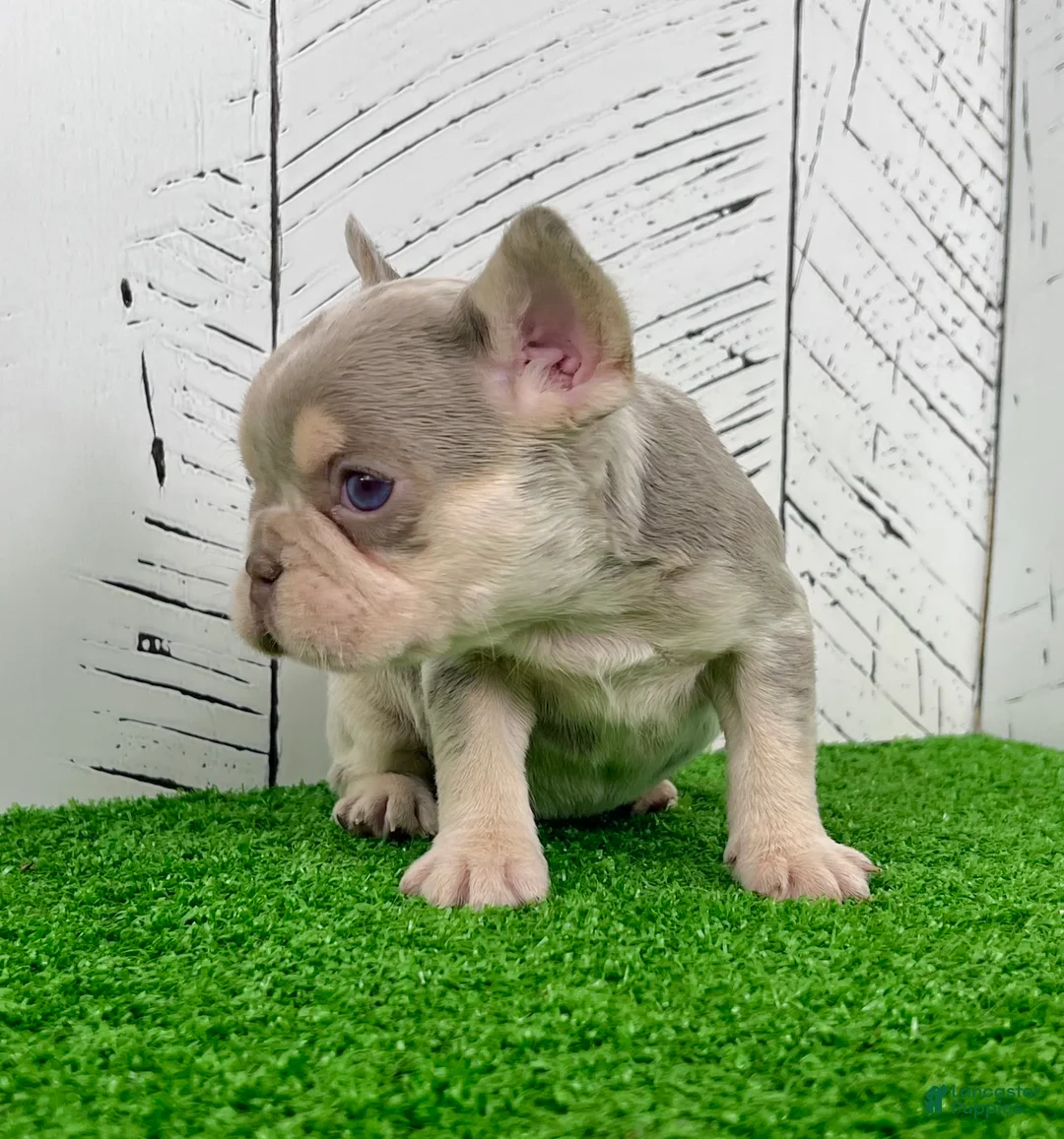 French Bulldog dogs for sale: Bliss - Ad 7
