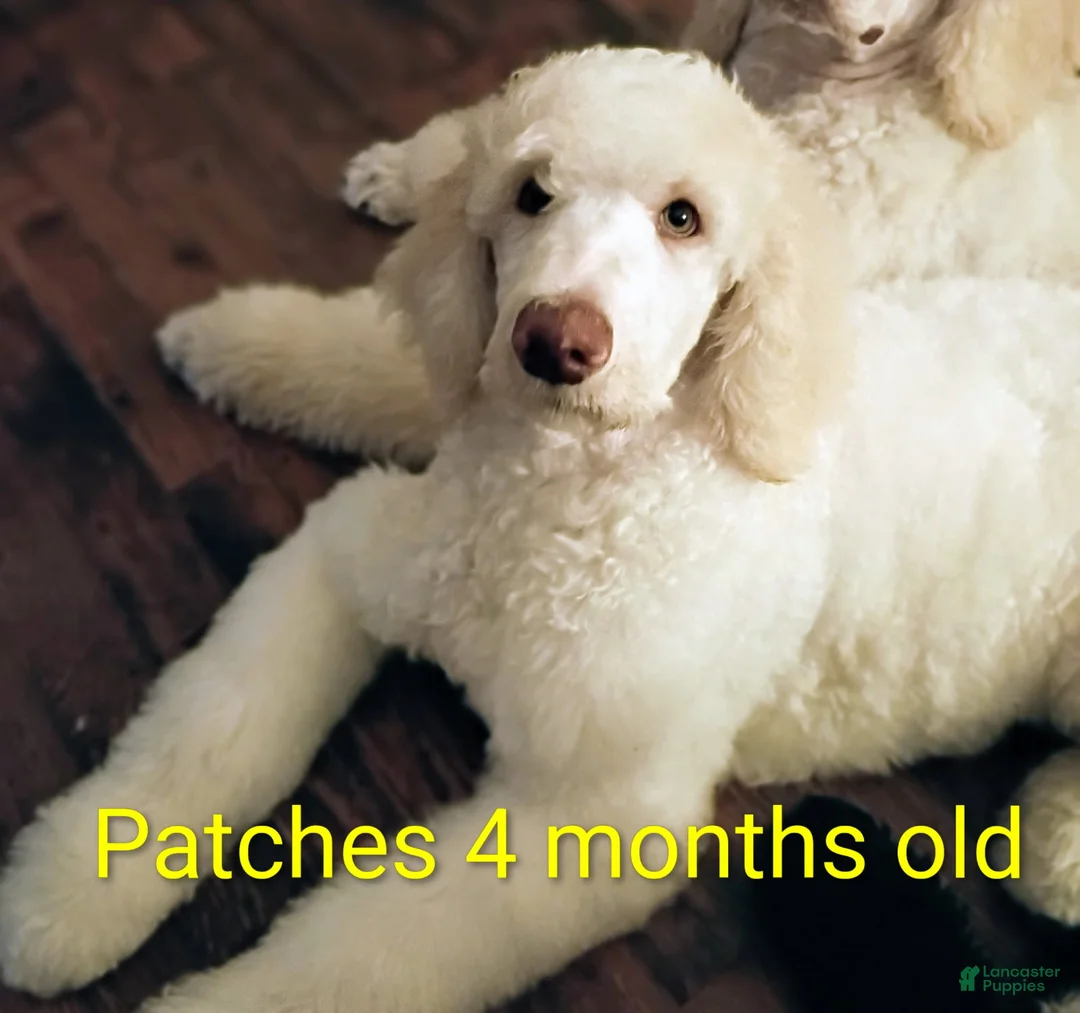 Standard Poodle dogs for sale: Patches - Ad 1