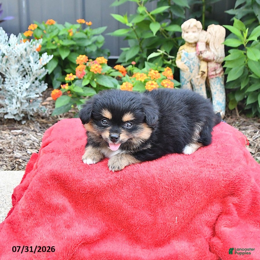 Mixed Breed dogs Muffin - Ad 2