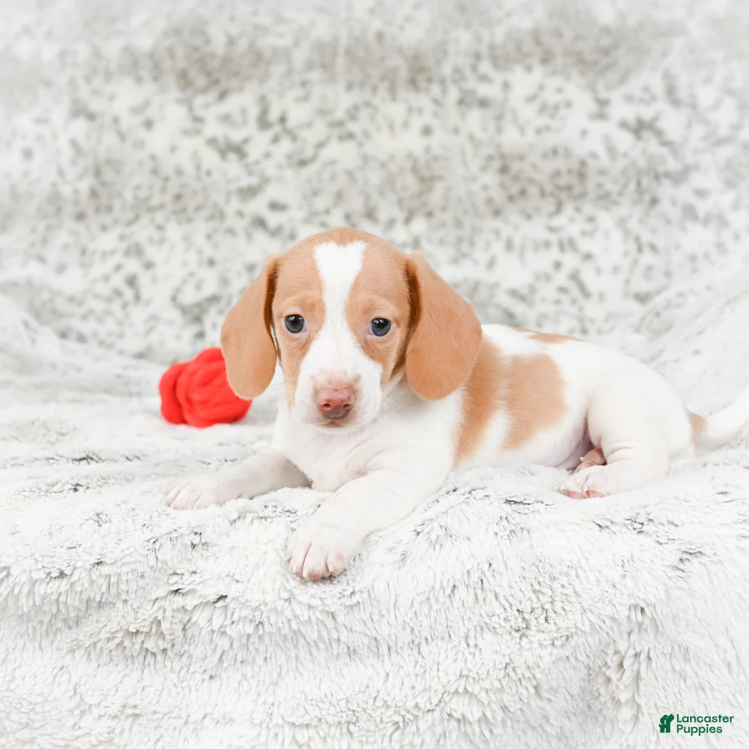 Miniature Dachshund dogs for sale: Chloe - Ad 8