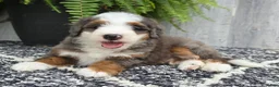 Mini Bernedoodle dogs for sale: Mini Remi - Ad 16