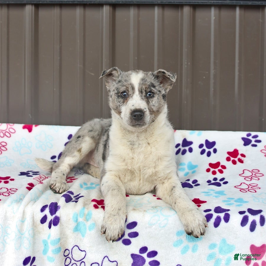 Mixed Breed dogs Darcy - Ad 2