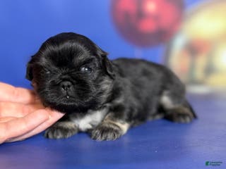 Pekingese dogs ACA dancer black and tan - Ad 5