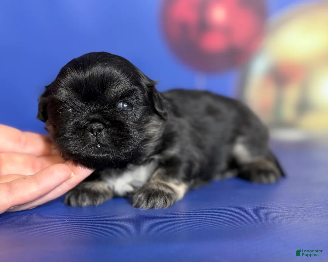 Pekingese dogs for sale: ACA dancer black and tan  - Ad 2