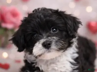 Havanese dogs Oreo - Ad 33