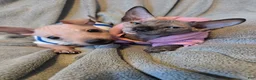 Xoloitzcuintle dogs for sale: TITAN  - Ad 5