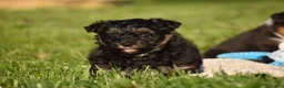 Mixed Breed dogs for sale: Stoker - Ad 9