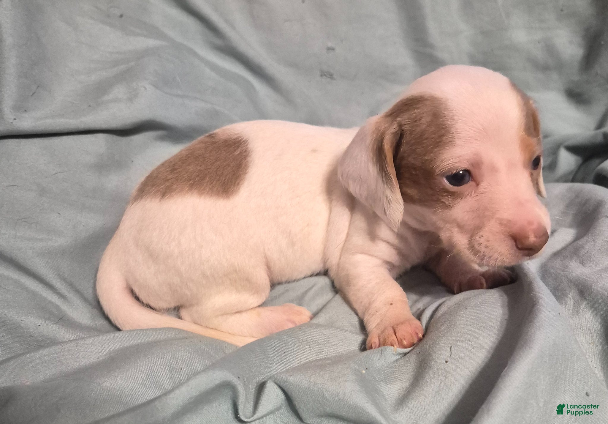 Dachshund dogs Dachshund Puppy 1 - Ad 31