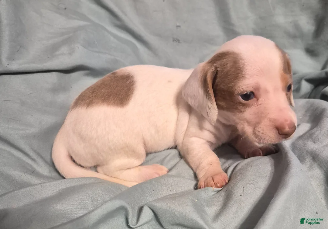 Dachshund dogs for sale: Dachshund Puppy 1 - Ad 1