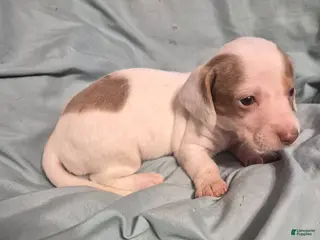 Dachshund dogs for sale: Dachshund Puppy 1 - Ad 4