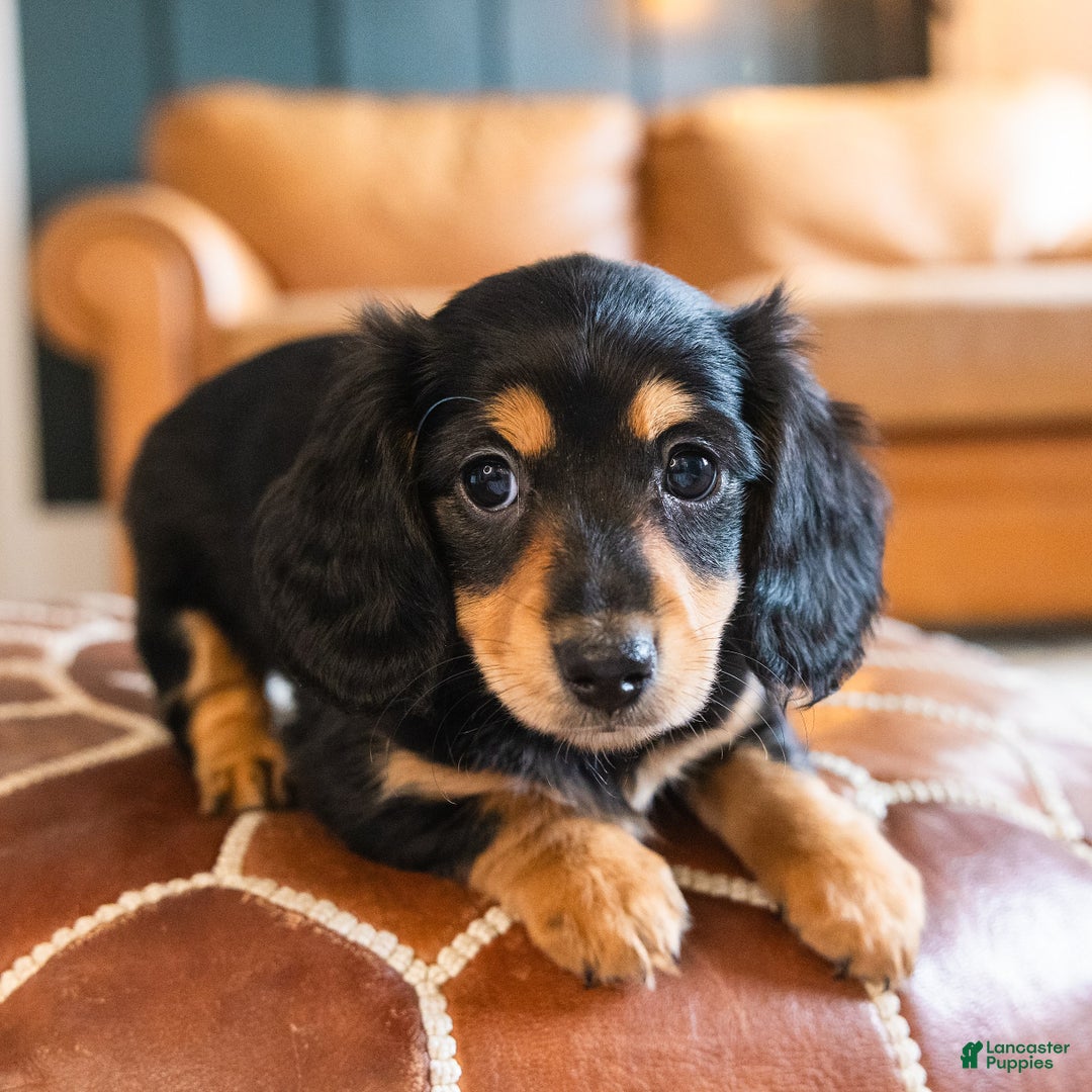 Dachshund dogs for sale: Trixie - CHRISTMAS PUPPY! - Ad 5