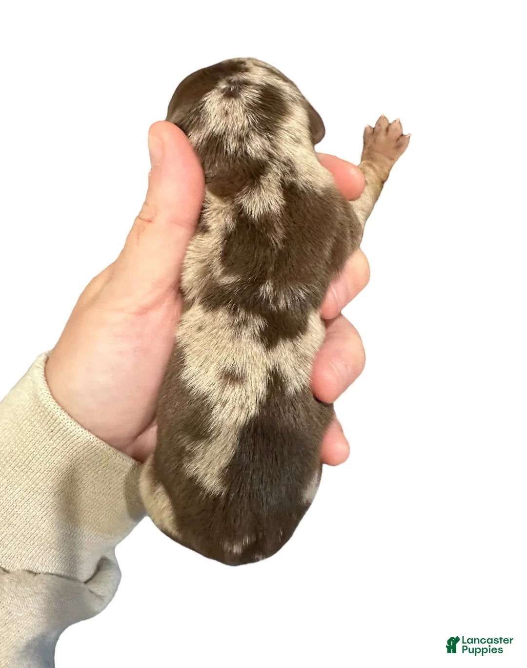 Miniature Dachshund dogs for sale: Chocolate Dapple Boy - Ad 2