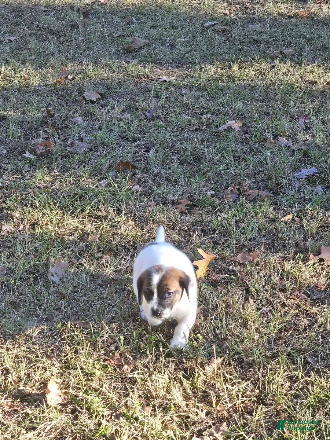 Mixed Breed dogs for sale: Mixed Breed Puppy 1 - Ad 4