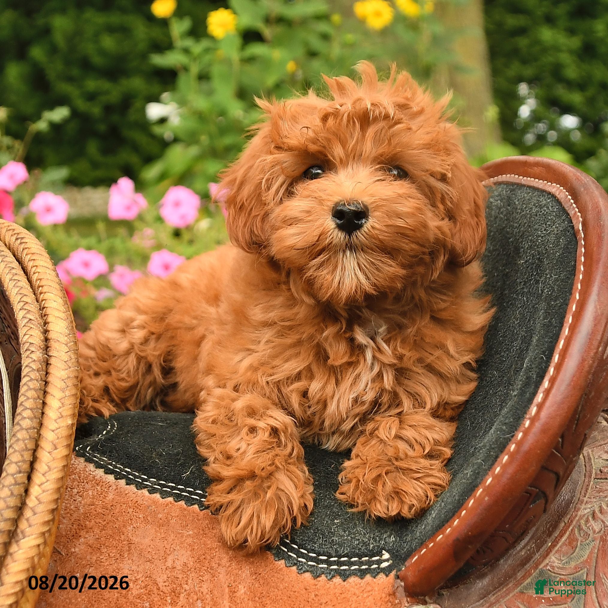 Miniature Labradoodle dogs Muffin - Ad 2