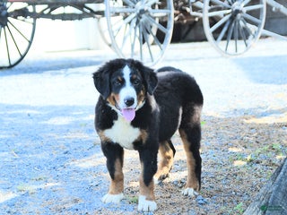 Bernese Mountain Dog dogs - Ad 14