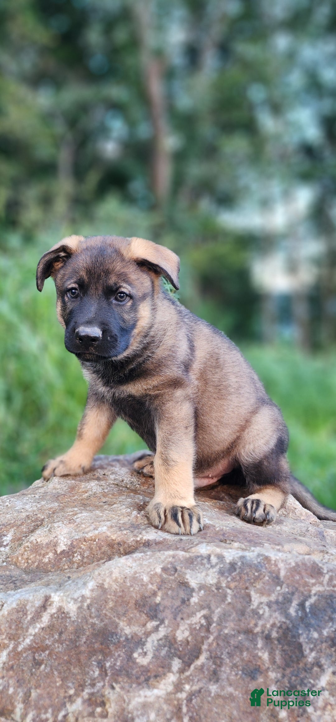 German Shepherd dogs  Thunder - Ad 1