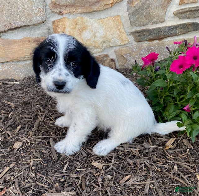 Mixed Breed dogs Duncan - Ad 2