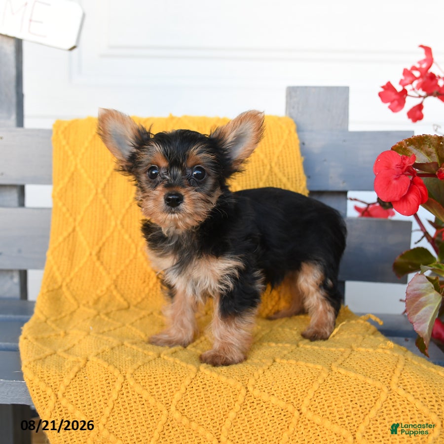 Yorkshire Terrier dogs Lucas - Ad 2