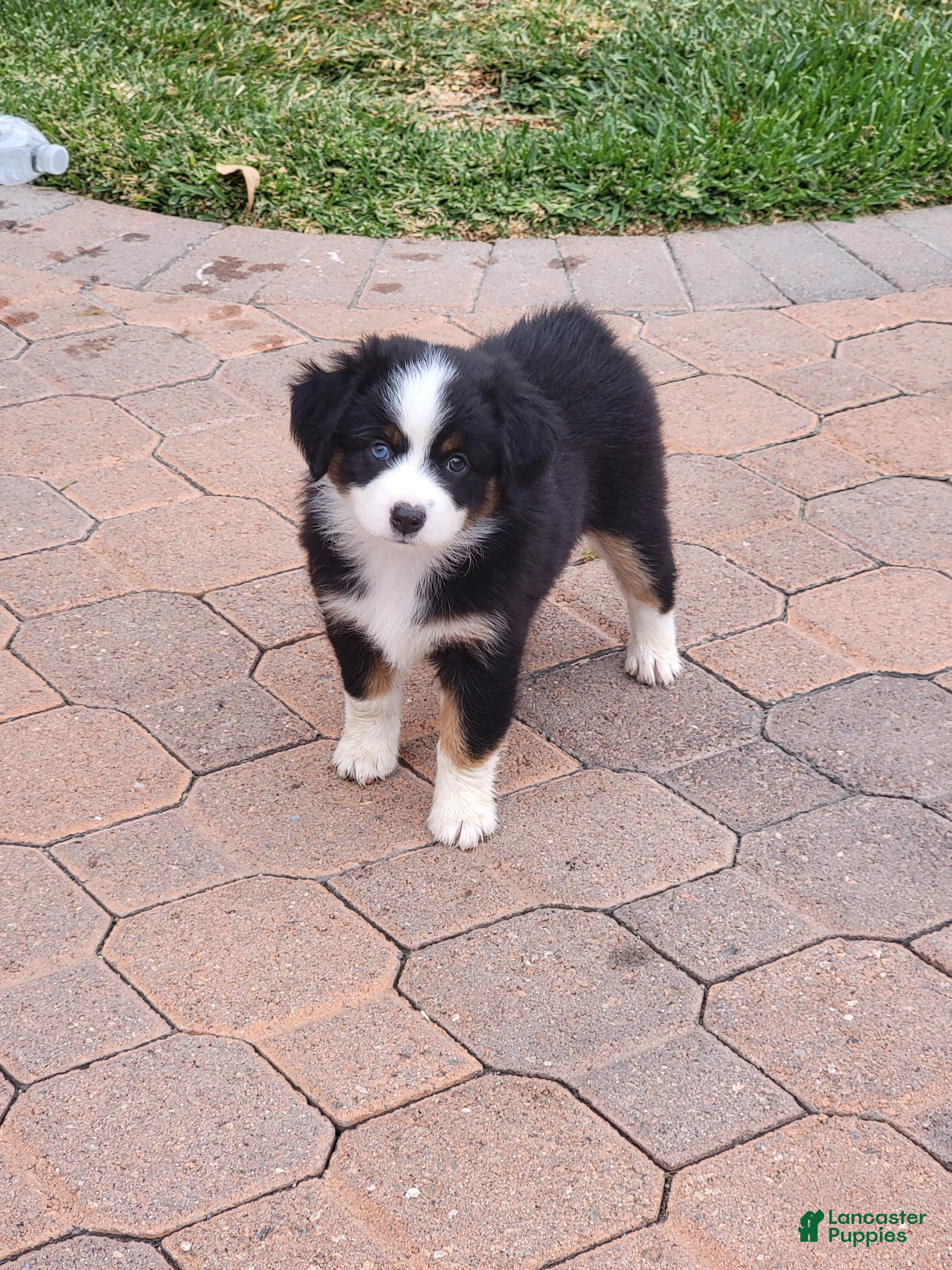 Miniature Australian Shepherd dogs Miniature Australian Shepherd 1 - Ad 2