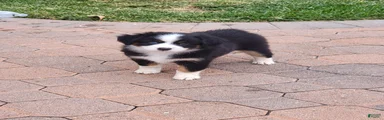Miniature Australian Shepherd 1