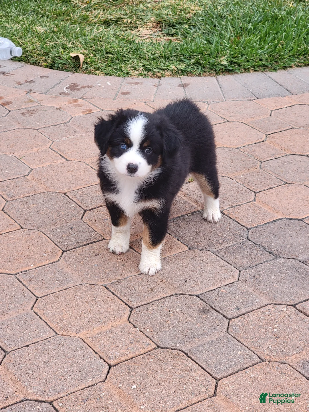 Miniature Australian Shepherd dogs for sale: Miniature Australian Shepherd 1 - Ad 1