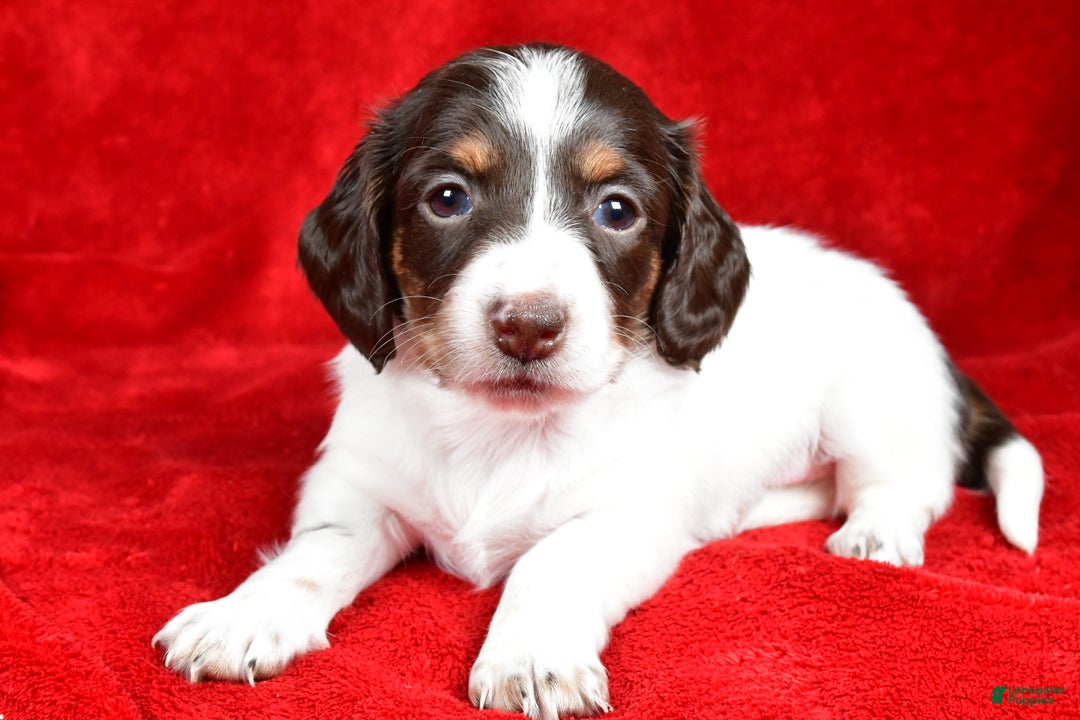 Miniature Dachshund dogs for sale: Chloe - Ad 9