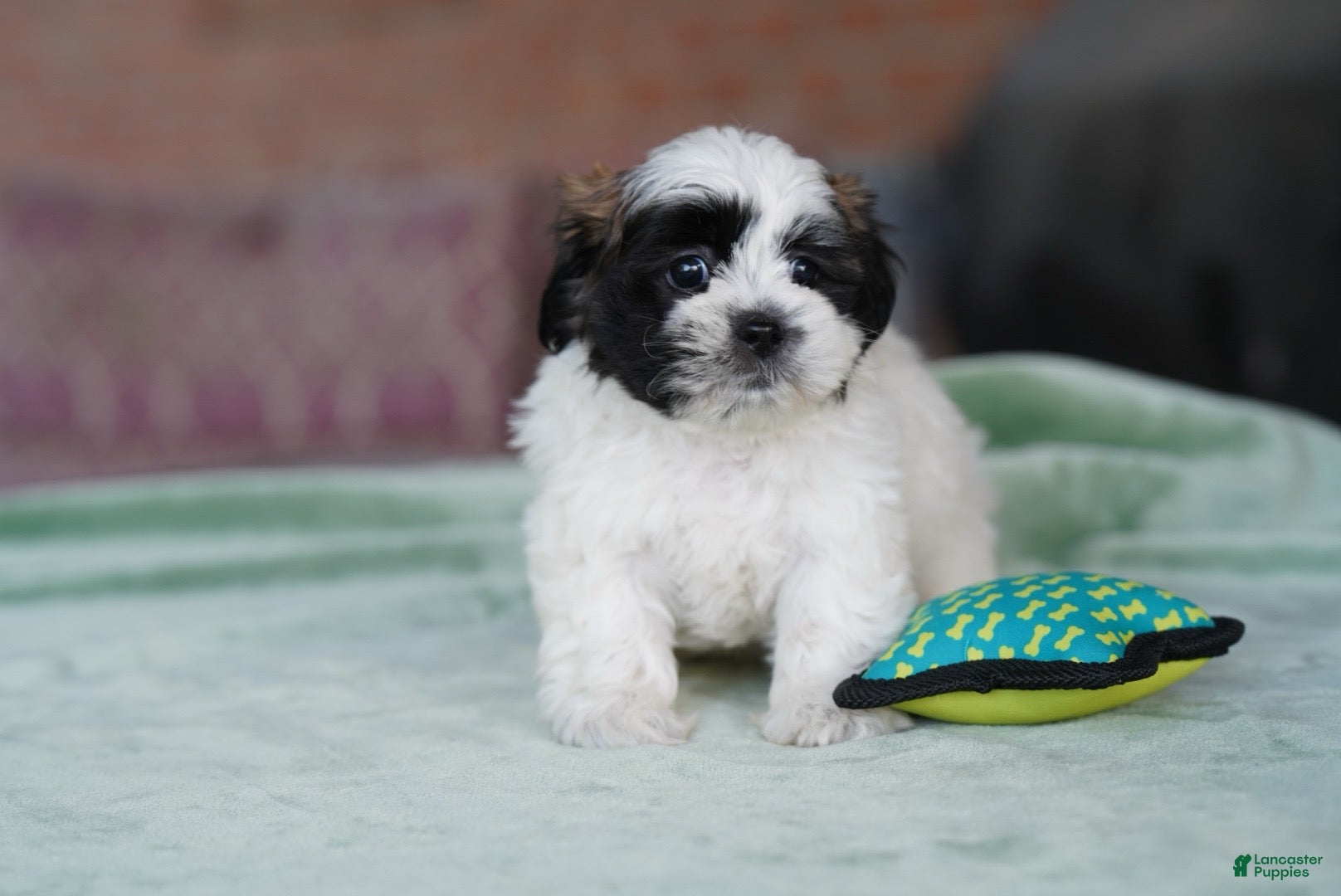 Shih Tzu dogs Male - Sarge - Ad 1