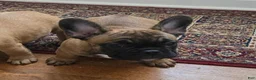 French Bulldog dogs for sale: Frankie - Ad 19