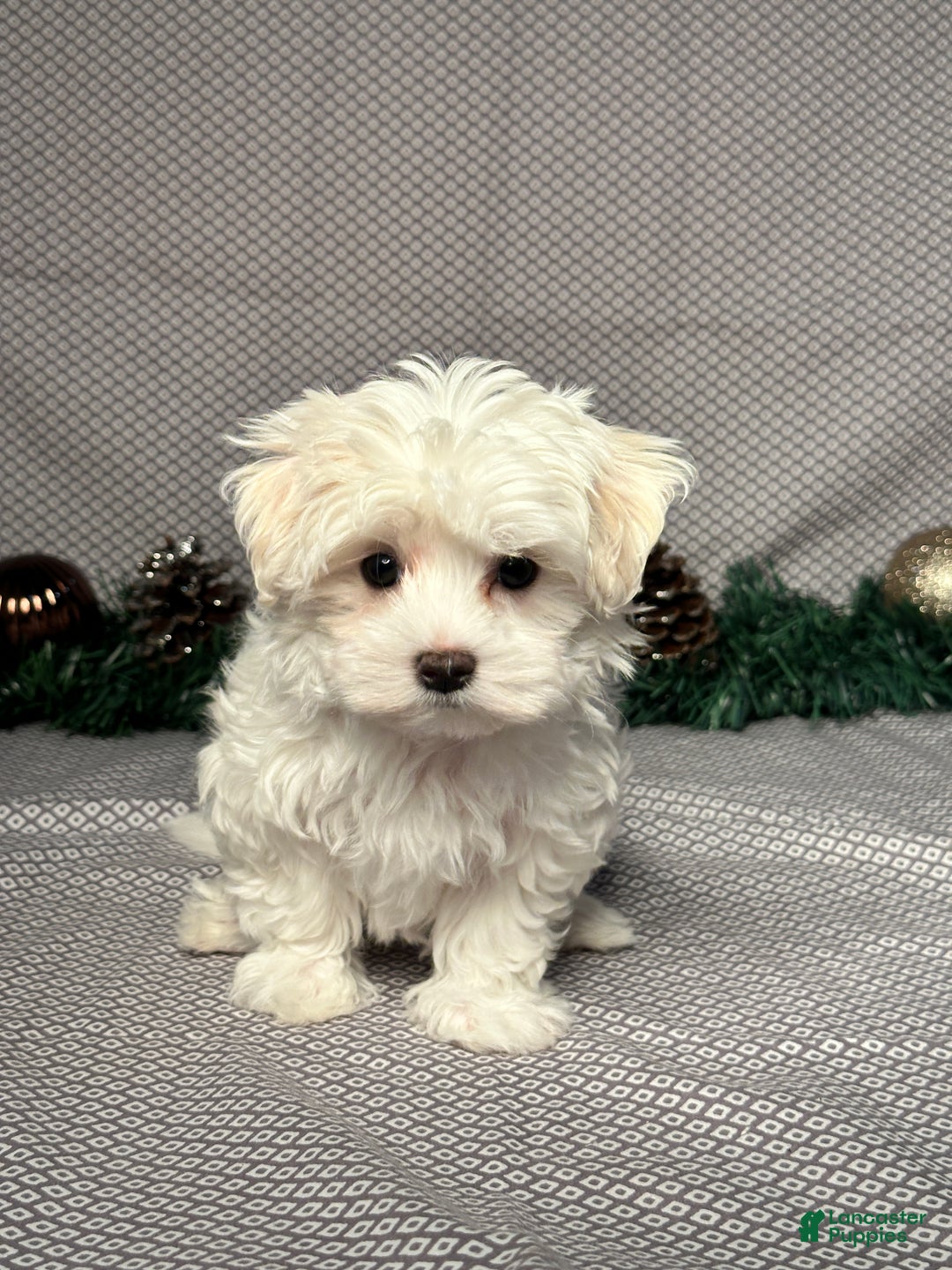 Maltese dogs for sale: Angel - Ad 1