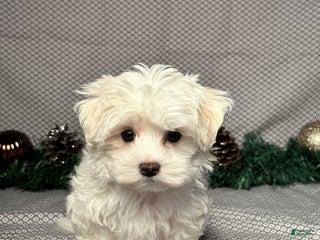 Maltese dogs Angel - Ad 27