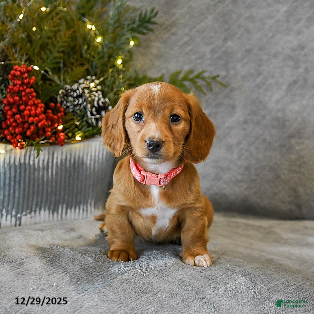 Miniature Dachshund dogs for sale: Sage - Ad 3