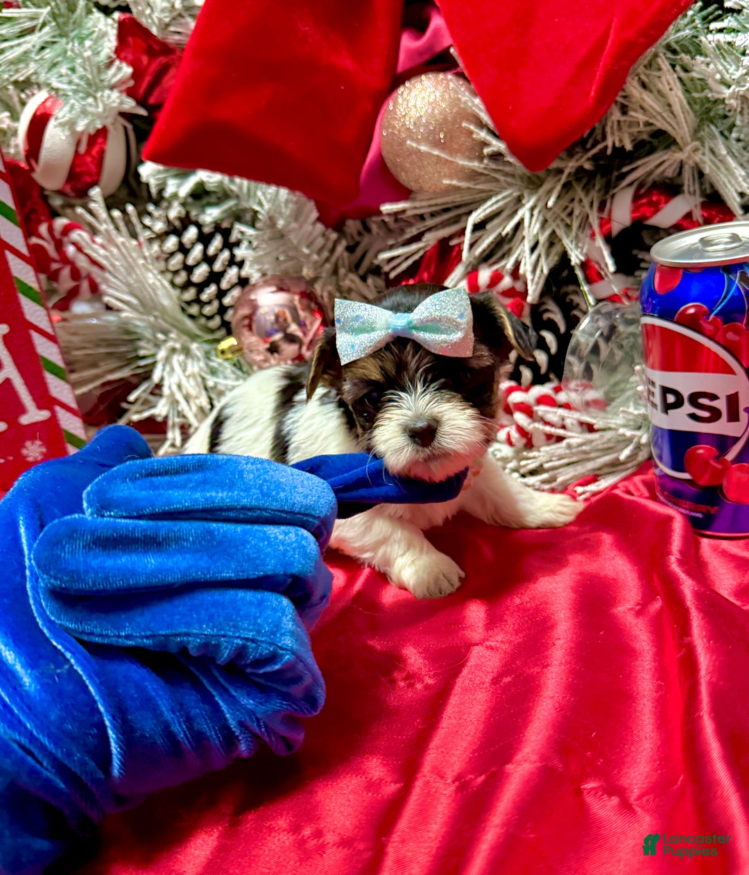 Yorkshire Terrier dogs for sale: Wakko  - Ad 1