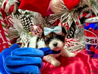 Yorkshire Terrier dogs Wakko - Ad 20